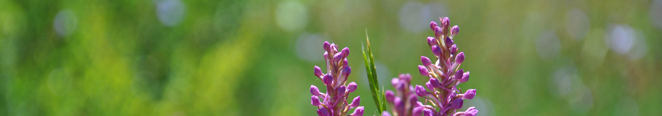 La haute vallée de l’Ouvèze